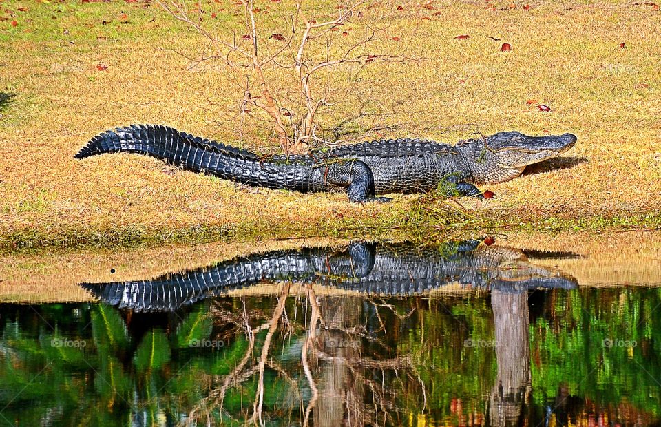 Reflection of an Alligator 