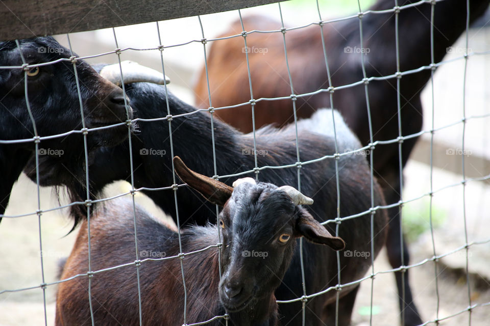 Don't Fence Me In. This baby goat tries to escape is enclosure at the Bangkok Zoo