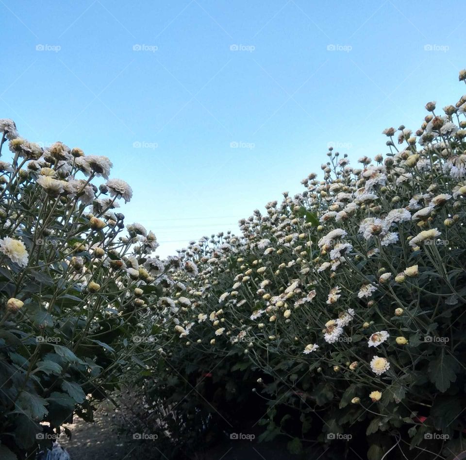 white Chrysanthemum, Forist's daisy.