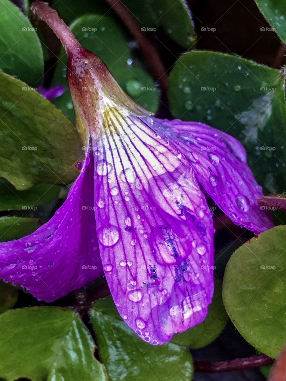 Spring Rain Drops