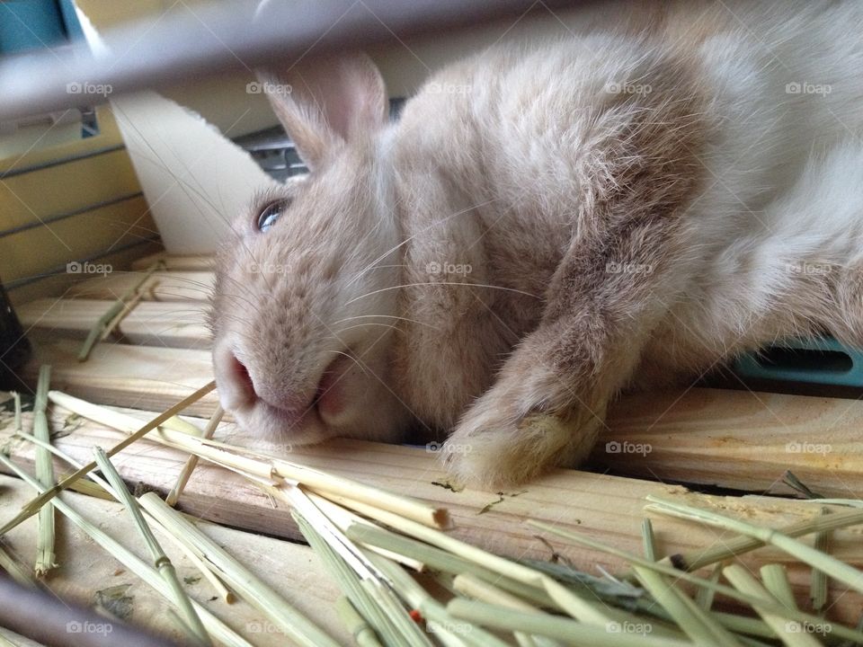 sleeping bunny
