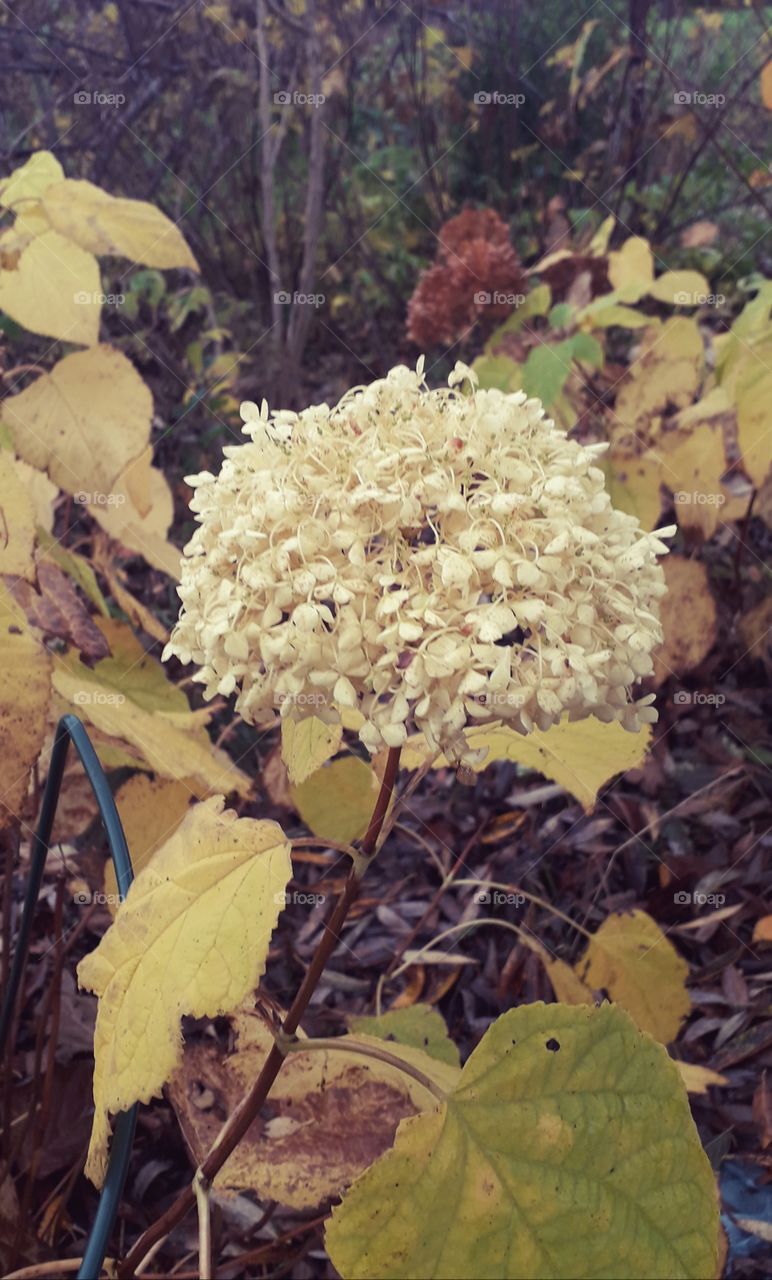 summer flower in autumn  - hydrangea  Anabelle