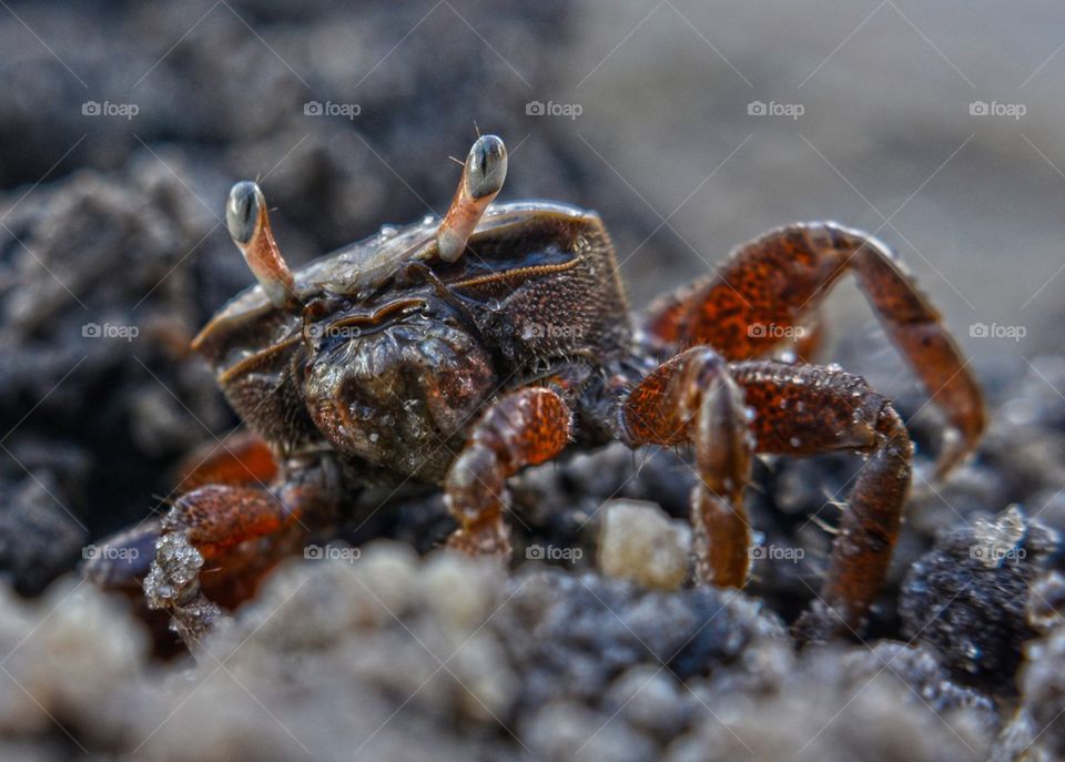 Little crab