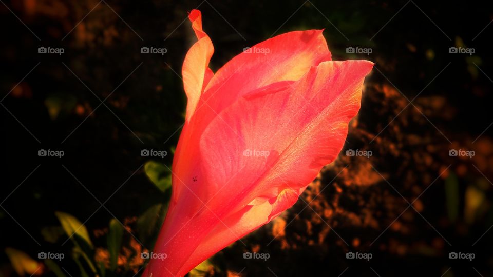 Beautiful Orange colour canna flower with natural background