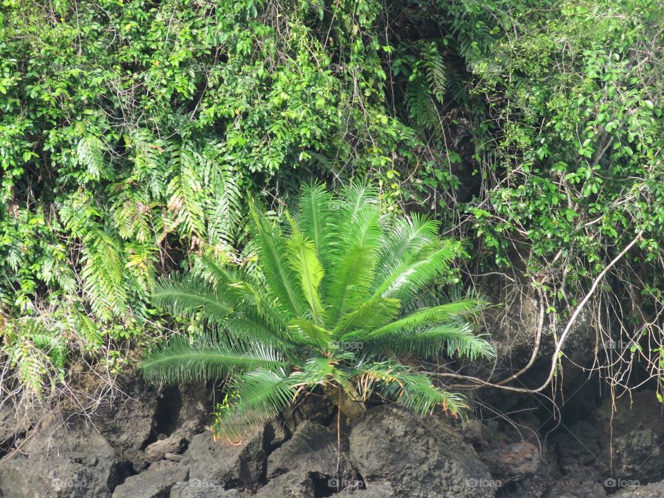 Palm tree on the rocks