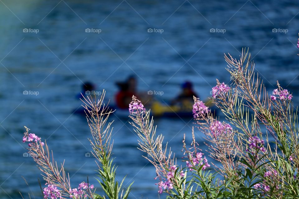 Pink Wildflowers beside river foreground, people floating in river raft blurred in background 