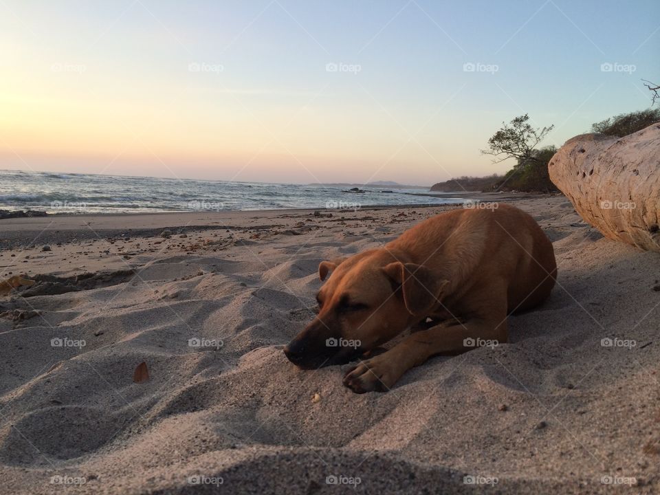 Down Dog Relaxation Pose. This is our Costa Rican dog named Chocolate hanging out with us on the beach for sunset