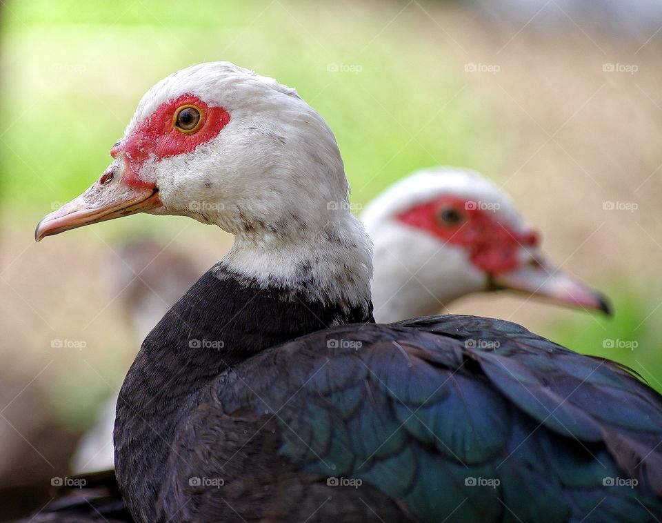 Close-up of duck