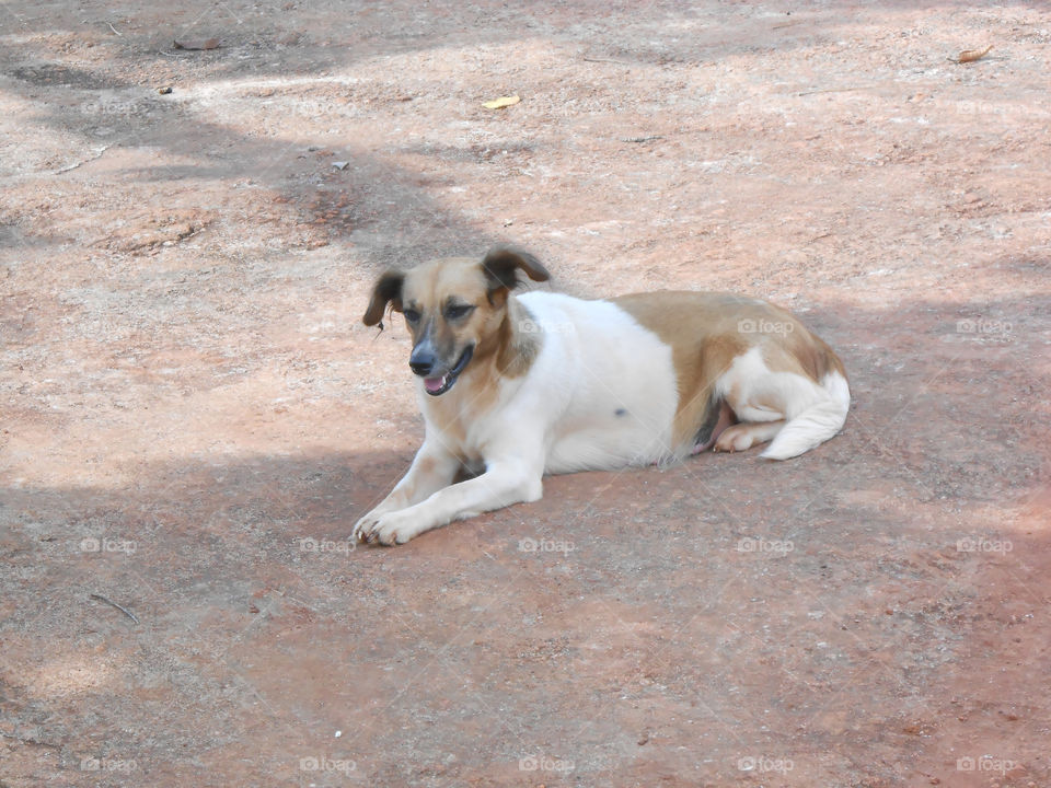 Dog On Concrete Pavement