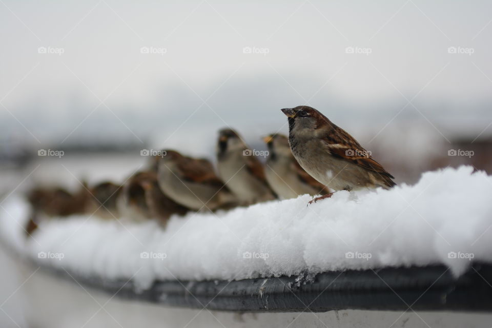 Sparrows
