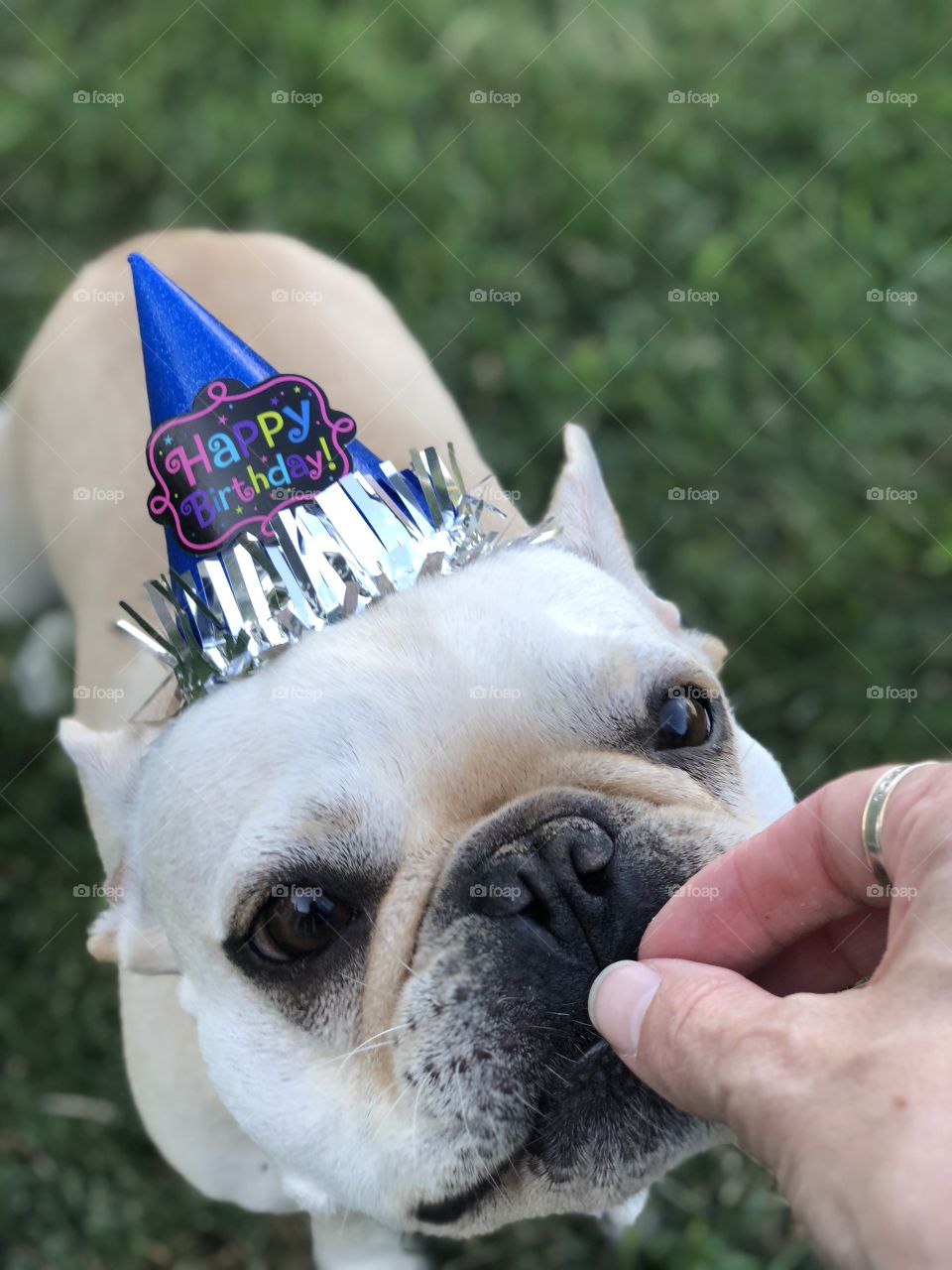 Adorable French Bulldog in a Birthday Party Hat Eating a Treat