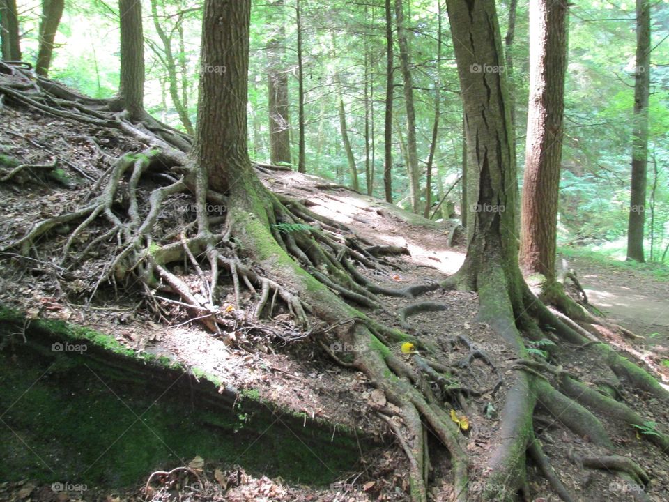 hocking hills tree roots