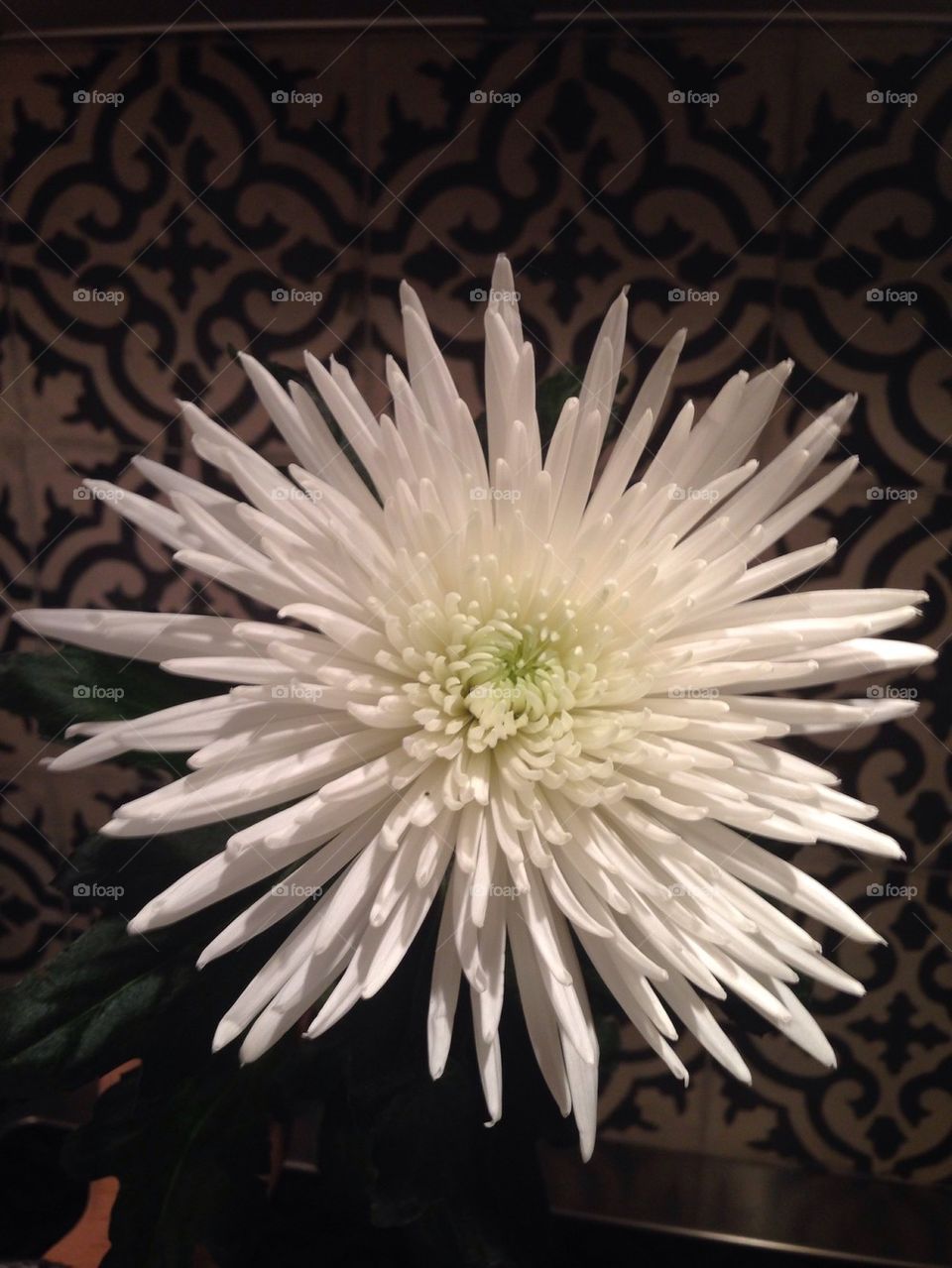 flower white beautiful gift by akempe