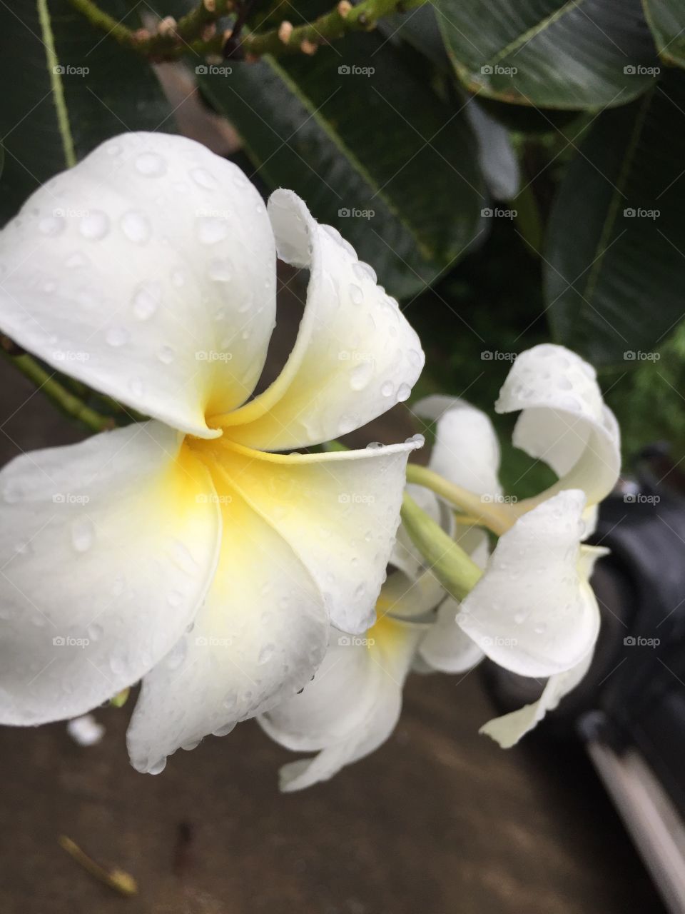 Frangipani flowers with water drops in spring