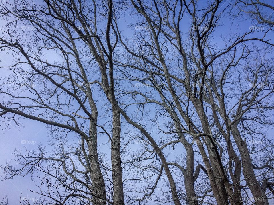 Bare Trees 