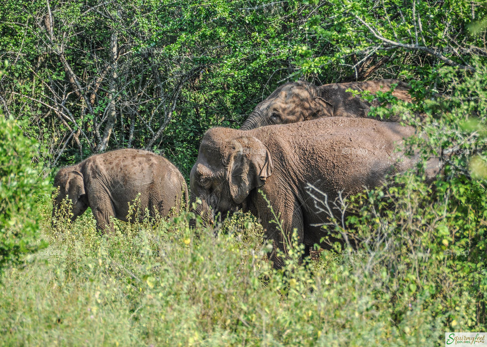 Wild Elephants in national forest 