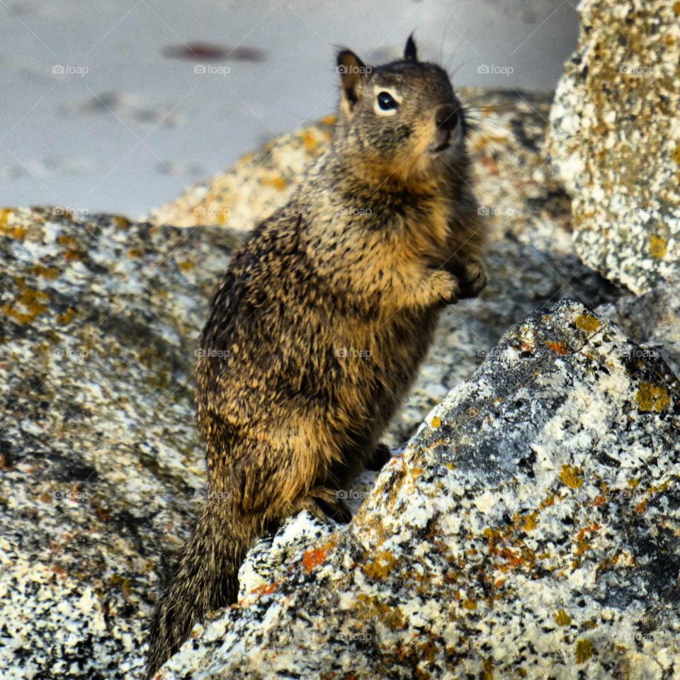 sam francisco beach squirrel rocks by pugsley