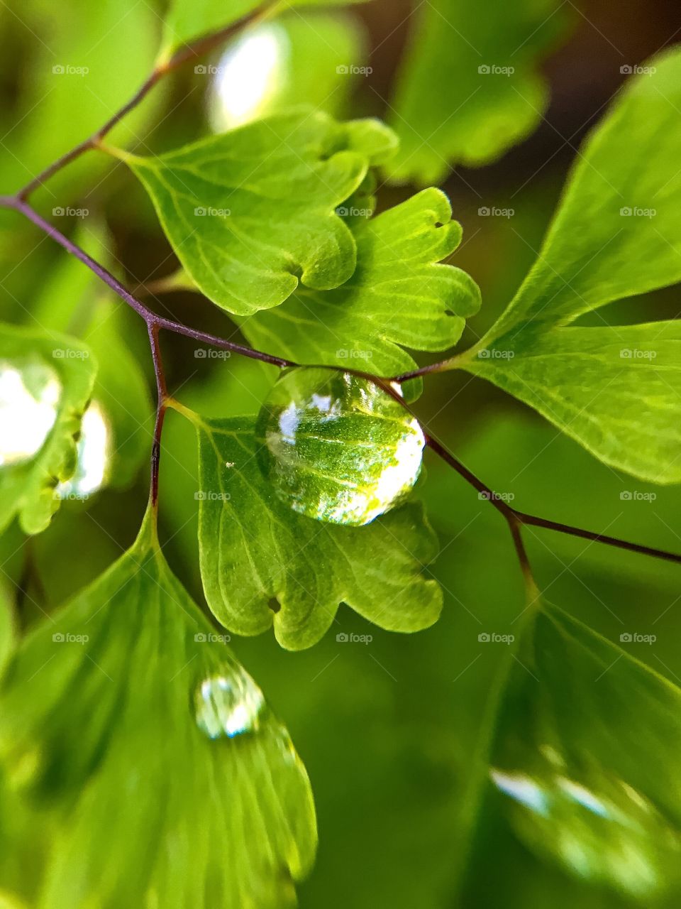 Drop on leaf 