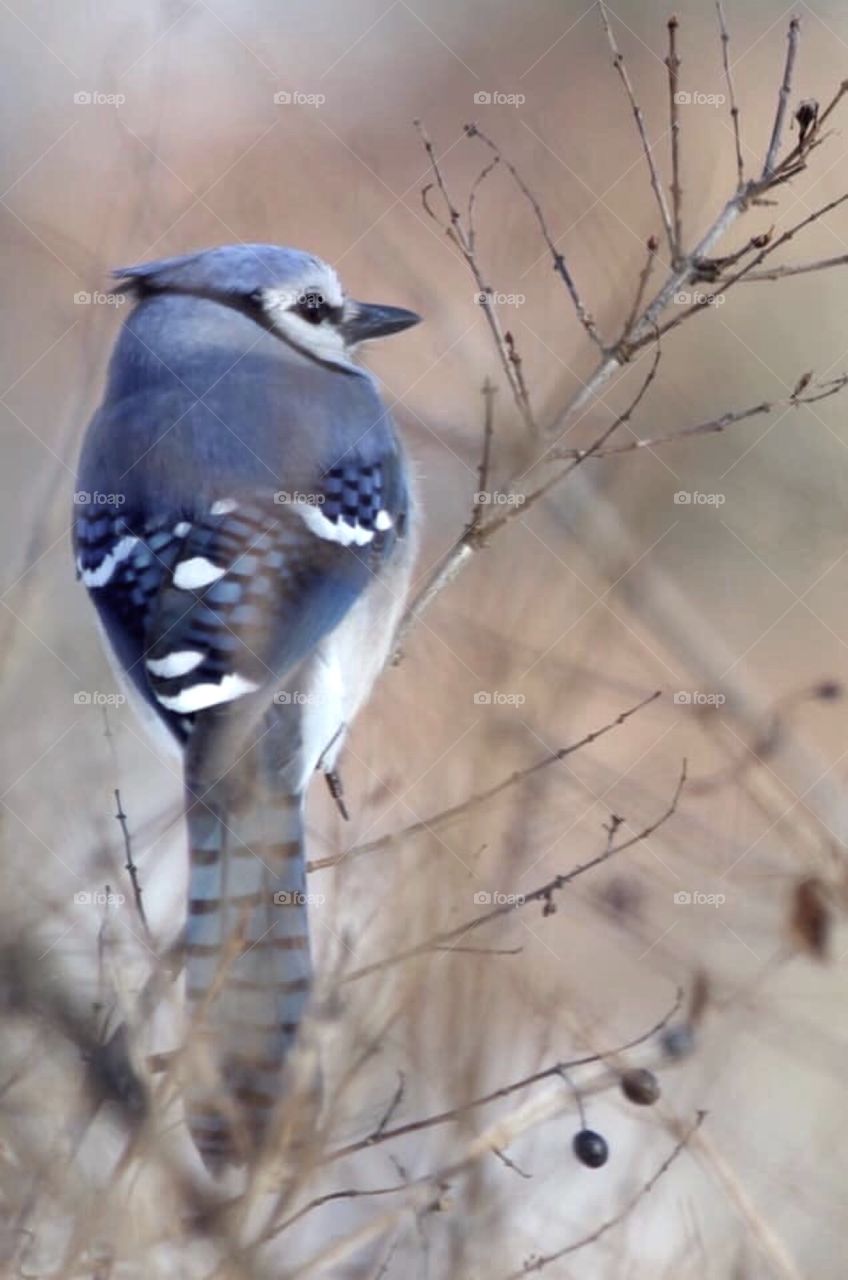 Blue Jay 