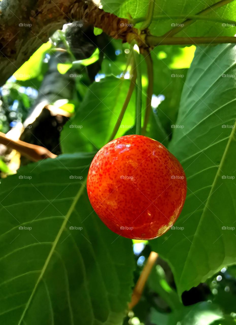 Cherry fruit ripening