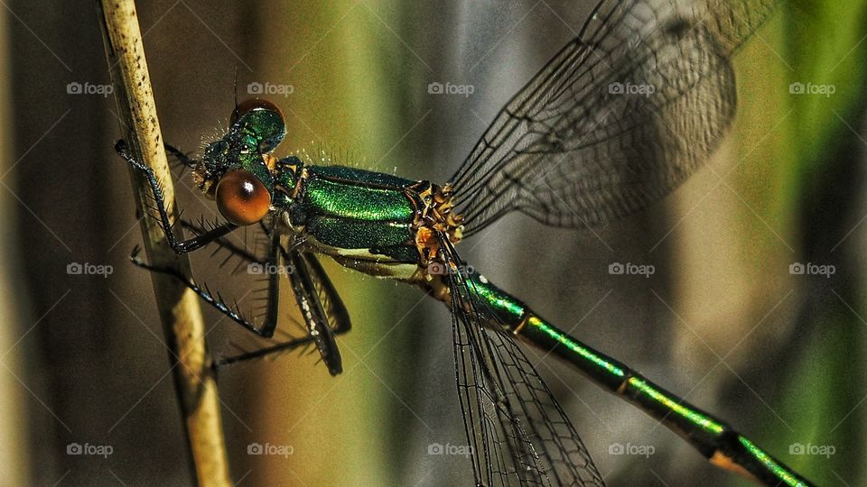 Tiempo de bichos 
Libélula