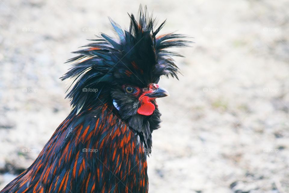 What a hairstyle!