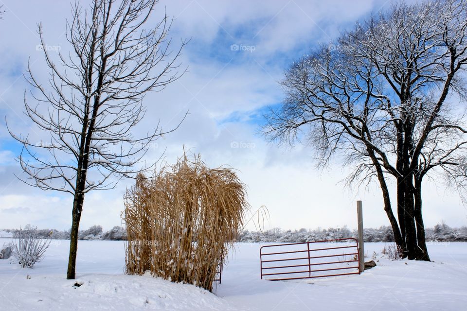 Wintery country gate.