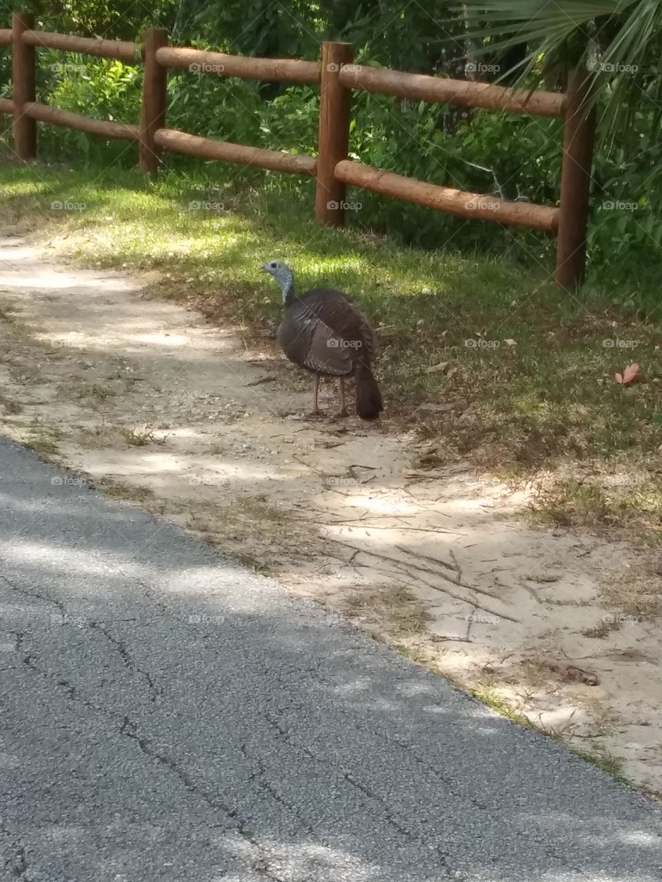 Wild turkey