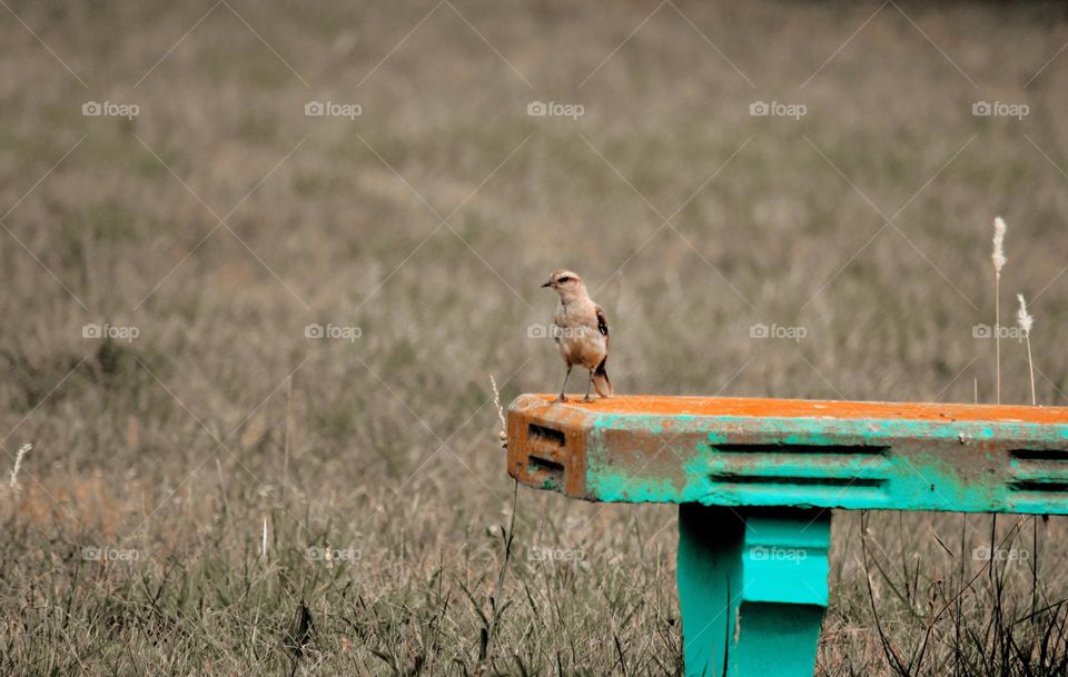 wildlife - nature - bird