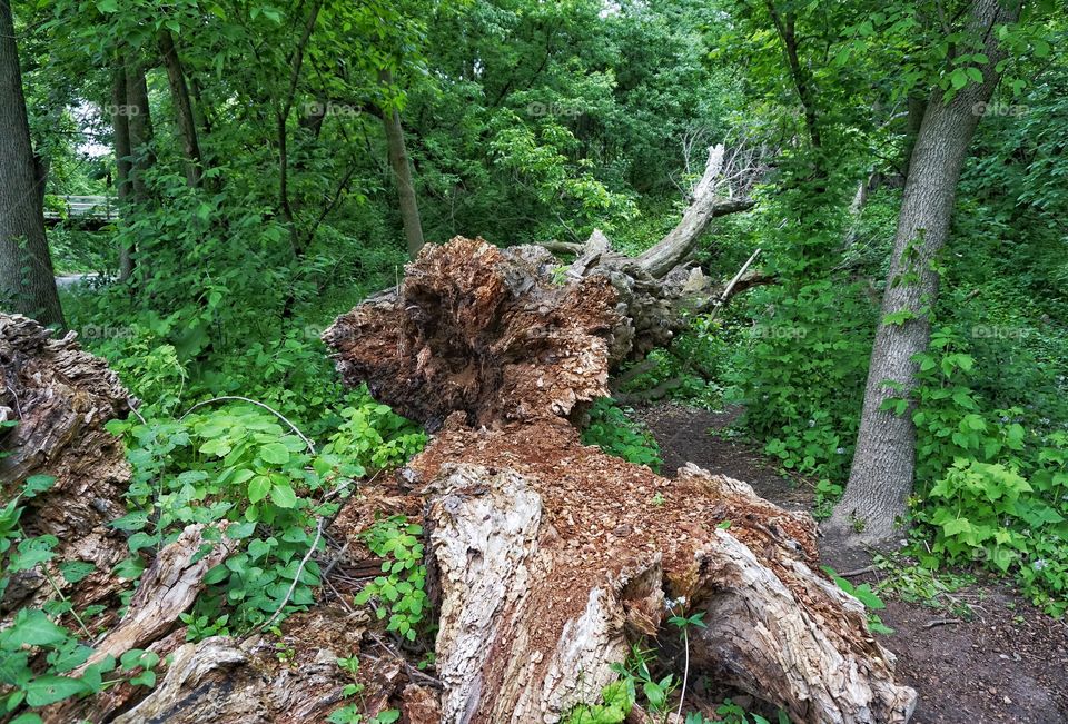 Old Fallen Tree