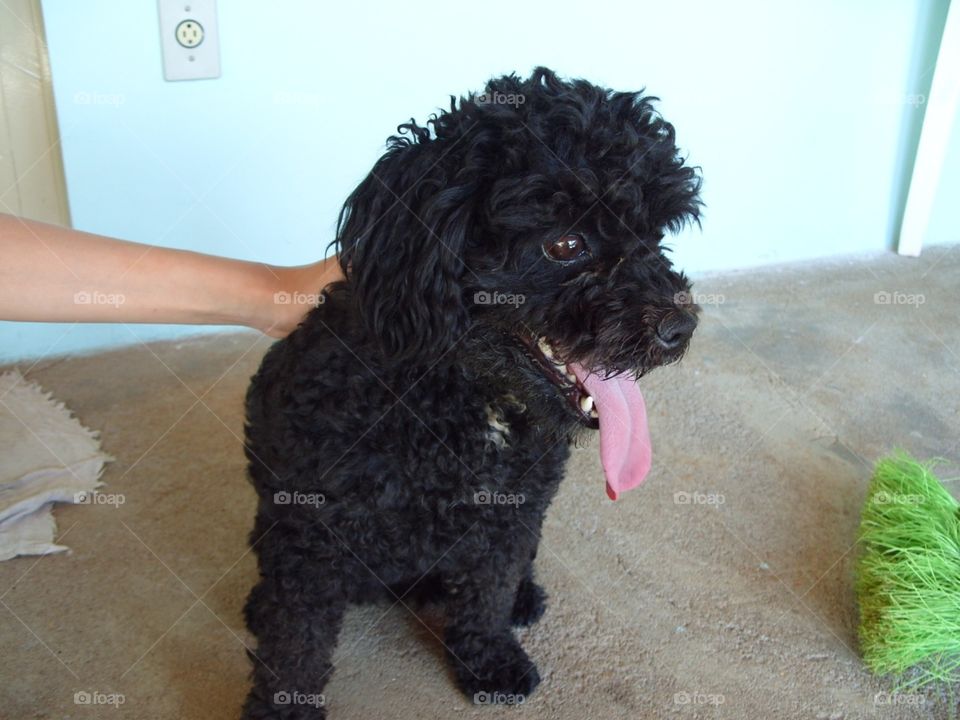 Cachorro com lingua de fora