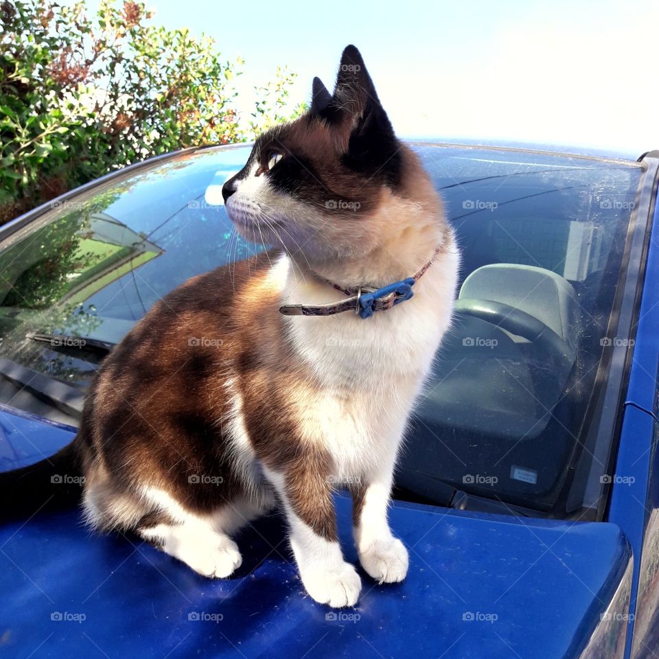 kitty standing on a intense blue car, feeling nostalgic and looking for something