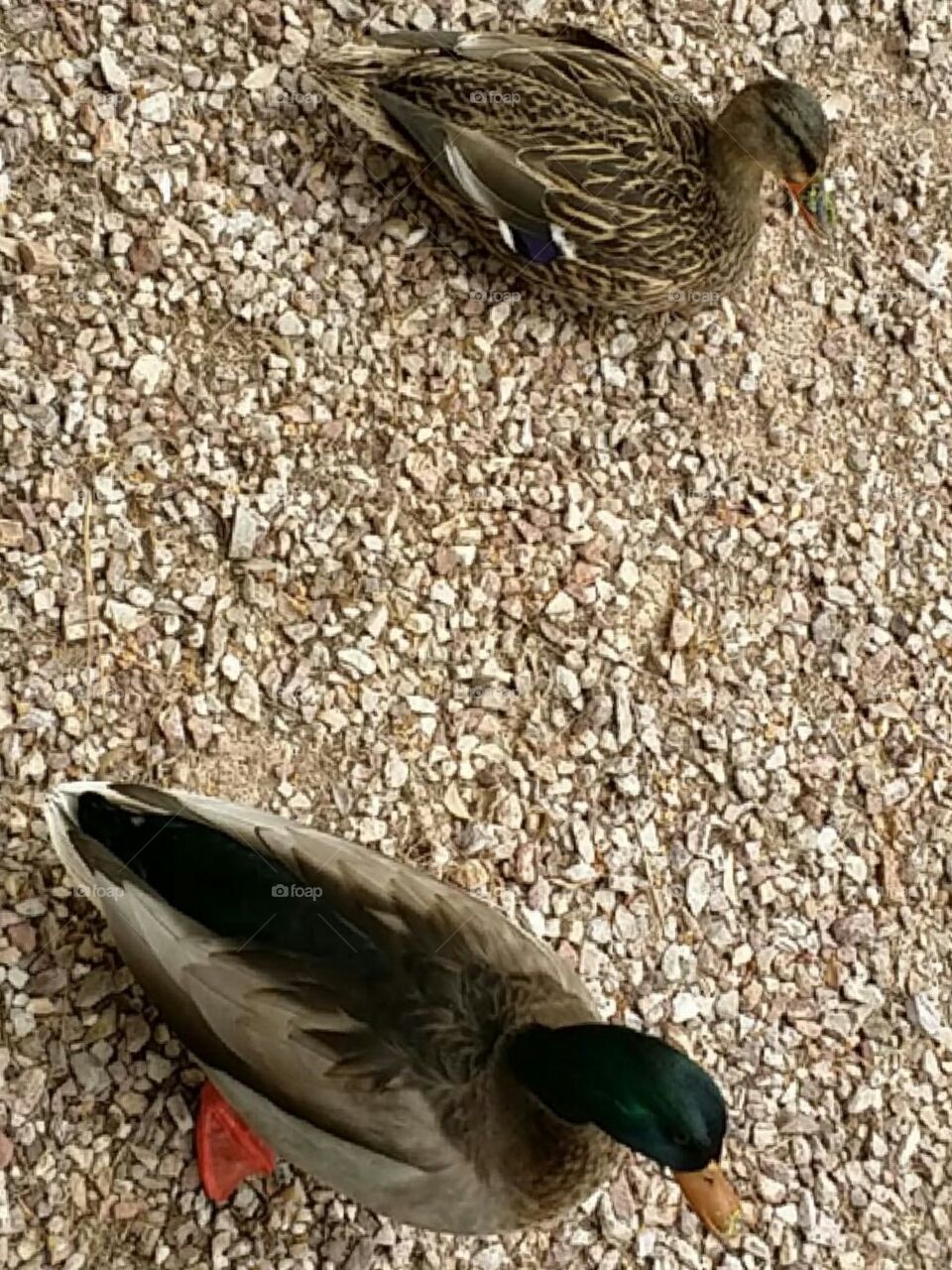 Our Yearly Ducks. These Ducks Faithfully Come Back Every Year