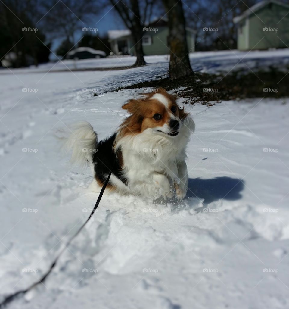 Loving the Snow