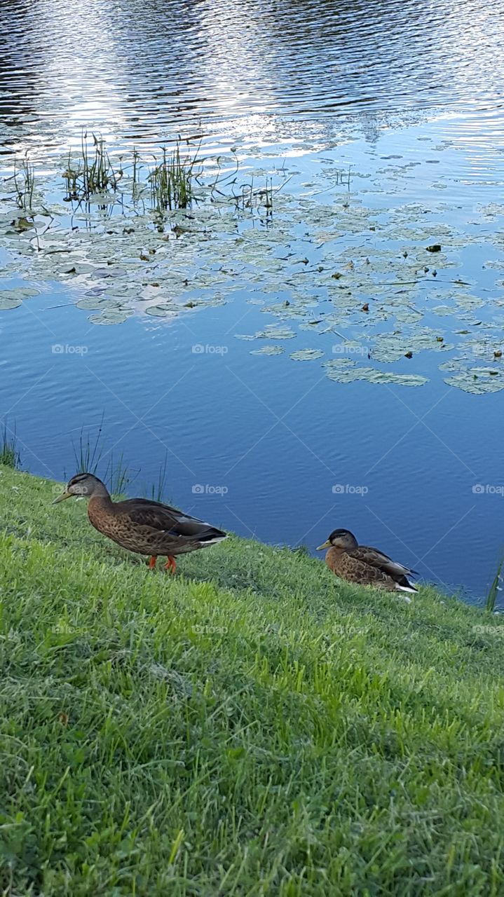 ducks