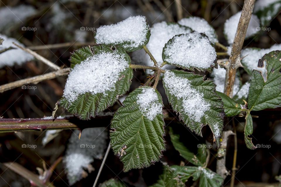 Blackberry thickets.