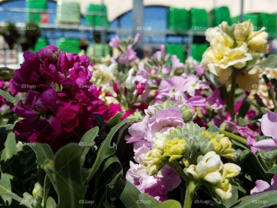 Flower, Nature, Garden, Bouquet, Floral