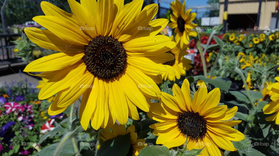 sunflowers