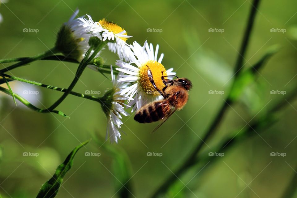 Wild flowers and bee