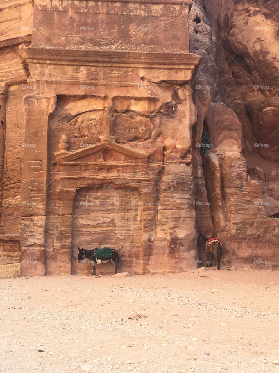 Donkey in Petra
