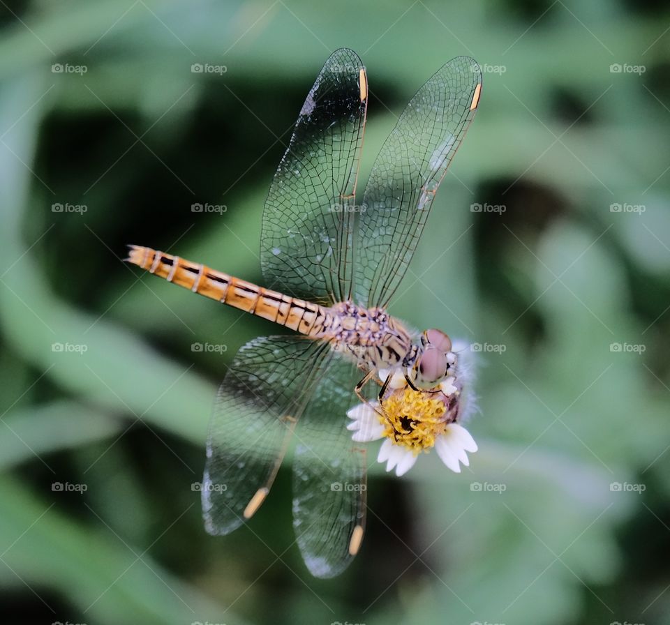 Dragonfly is balancing on the flower