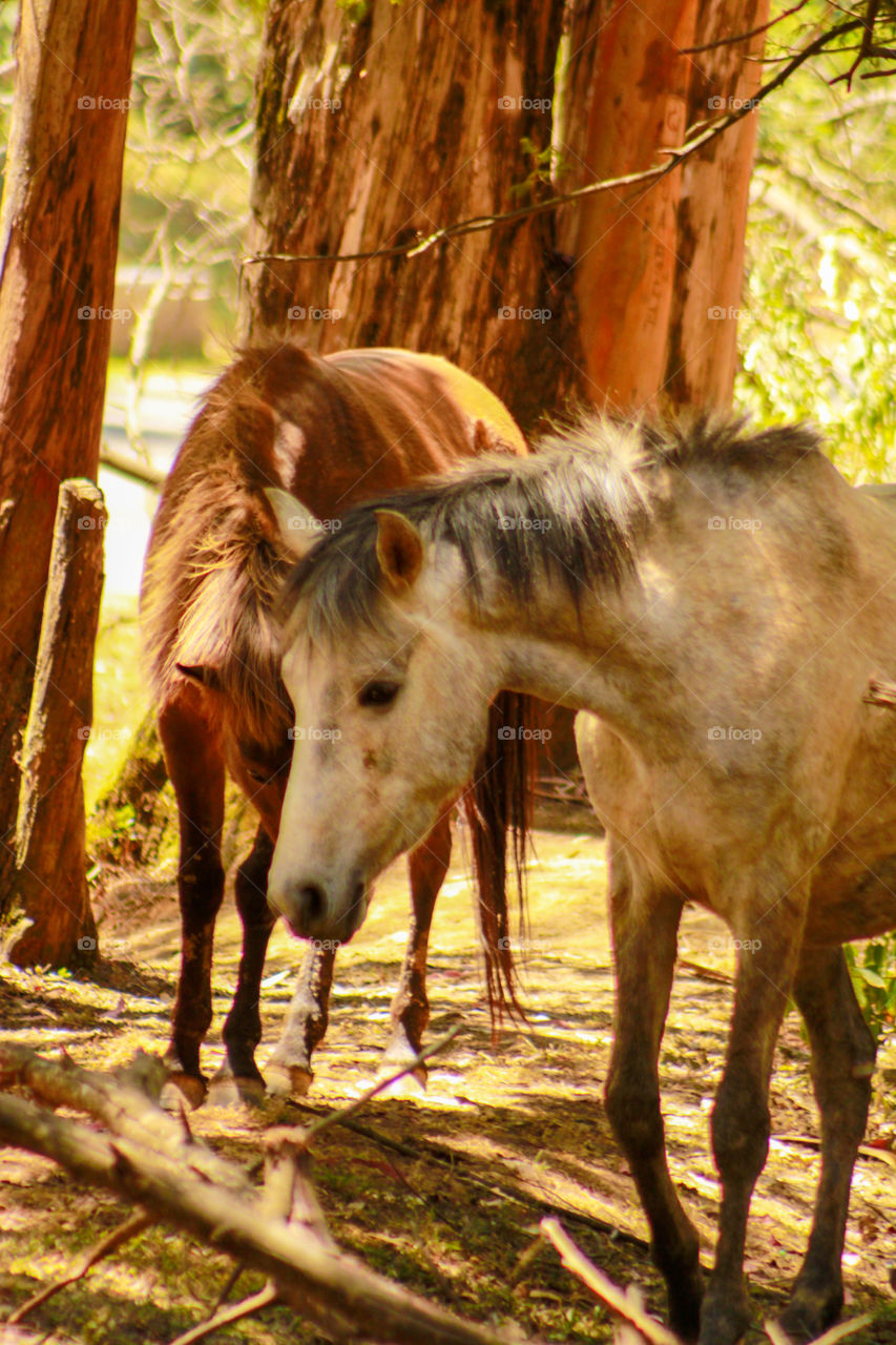 Two horses grazing in forest . Amazing photography of horses