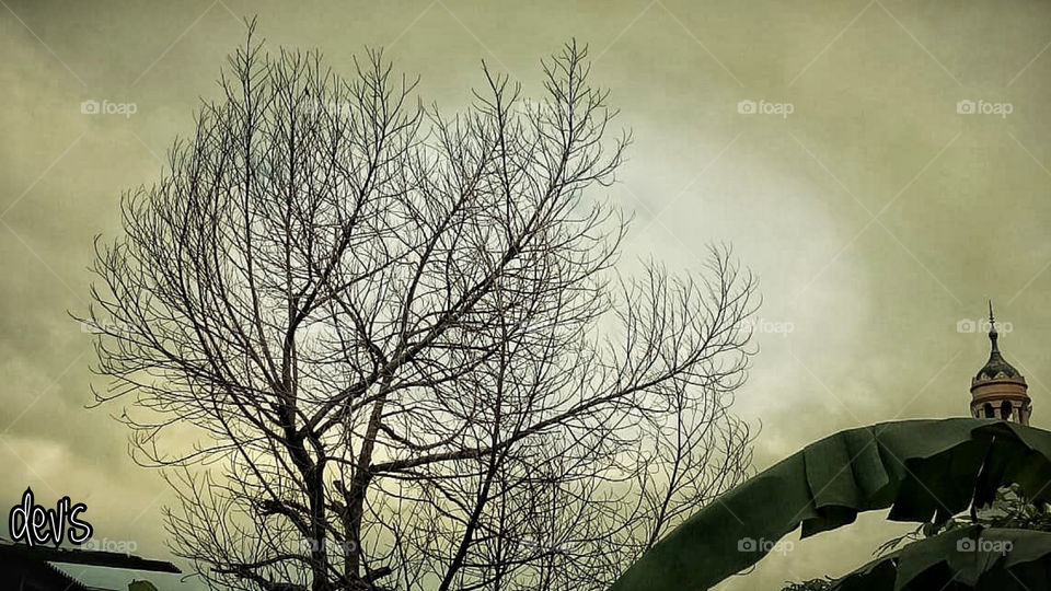 Never say there is nothing beautiful in the world anymore. There is always something to make you wonder in the shape of a tree, the trembling of a leaf
— Albert Schweitzer