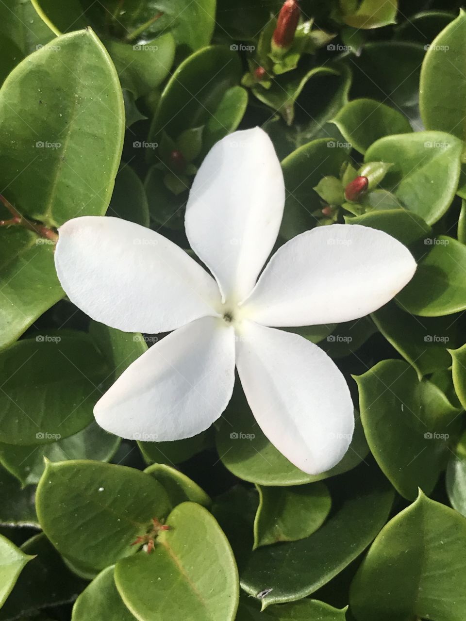 Simple white flower
