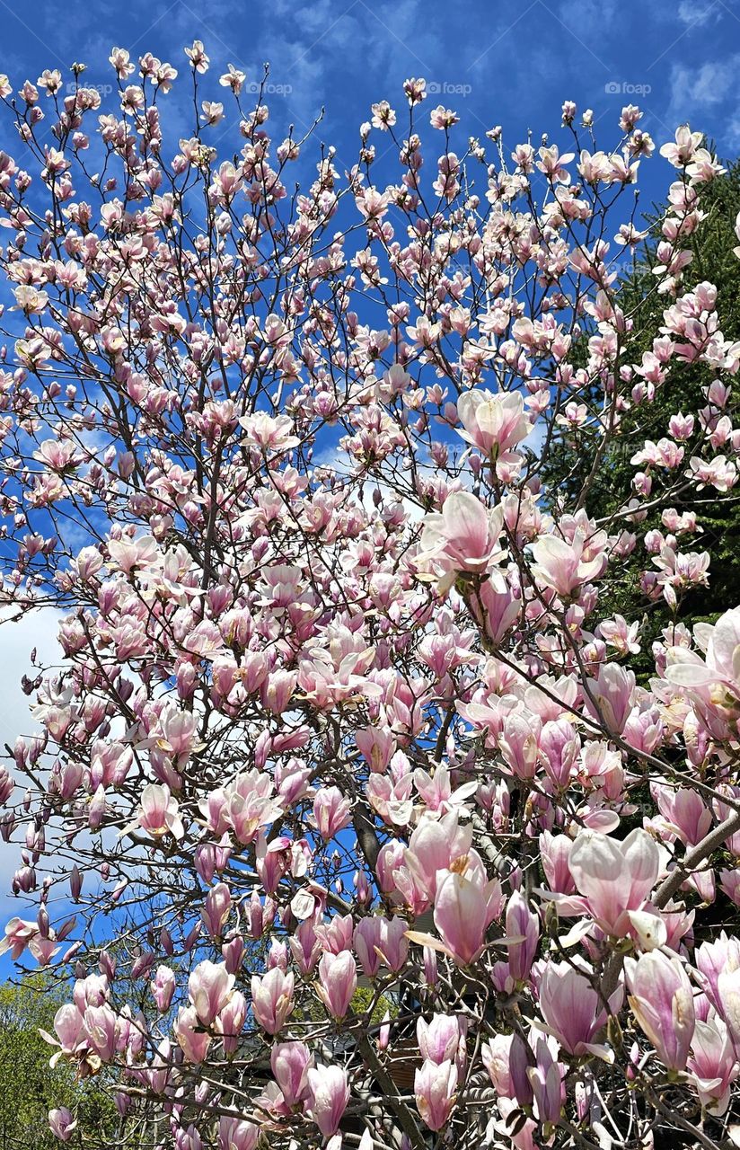 magnolia blooming in Montréal
