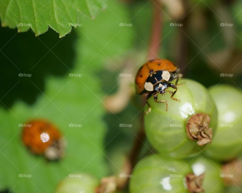 Ladybugs