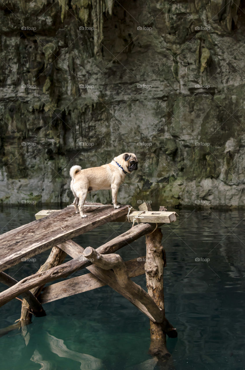 Pug in a pier inside a Mexican cenote 