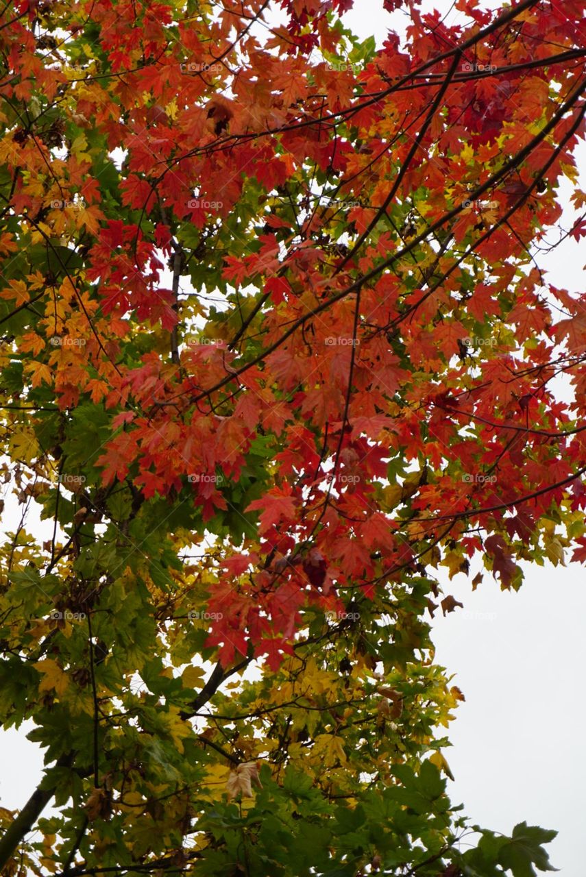 Autumn#season#trees#leaves#nature