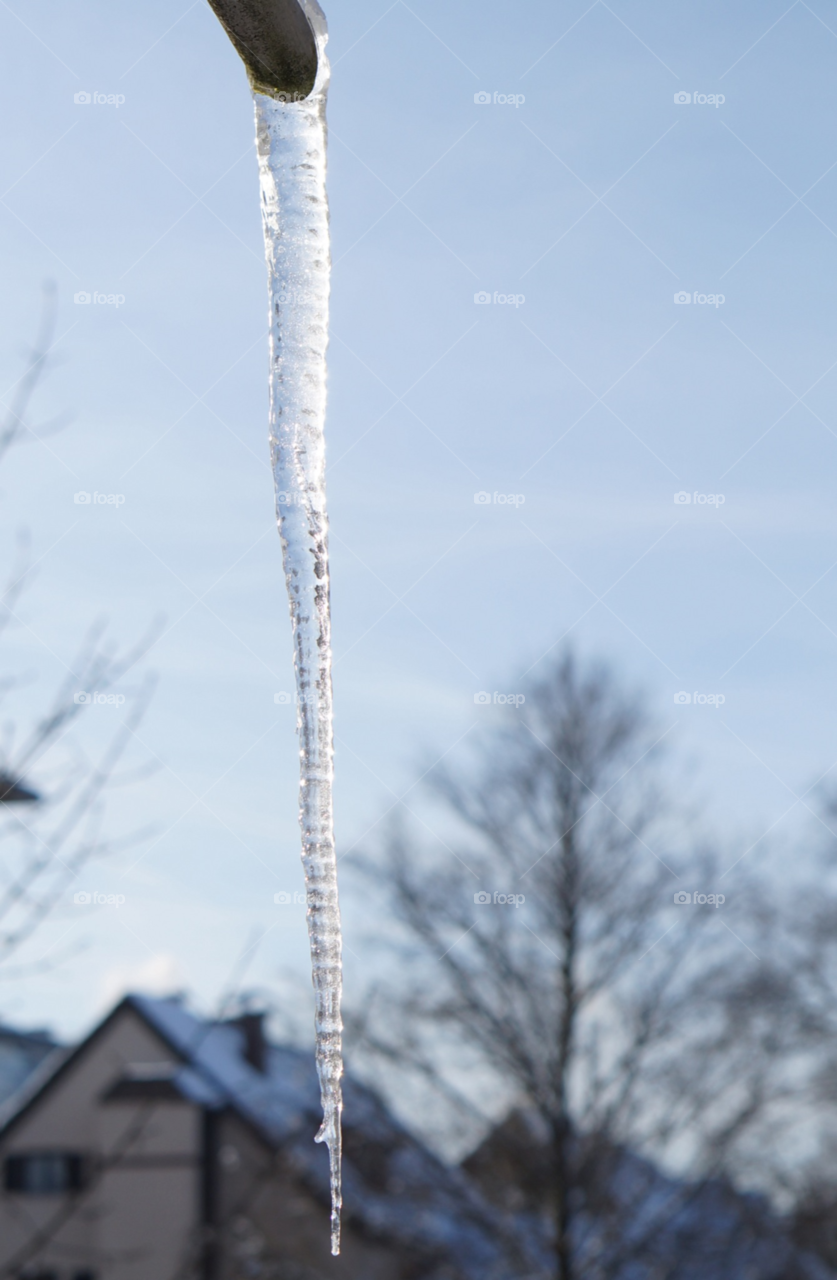 winter tree water ice by lexlebeur