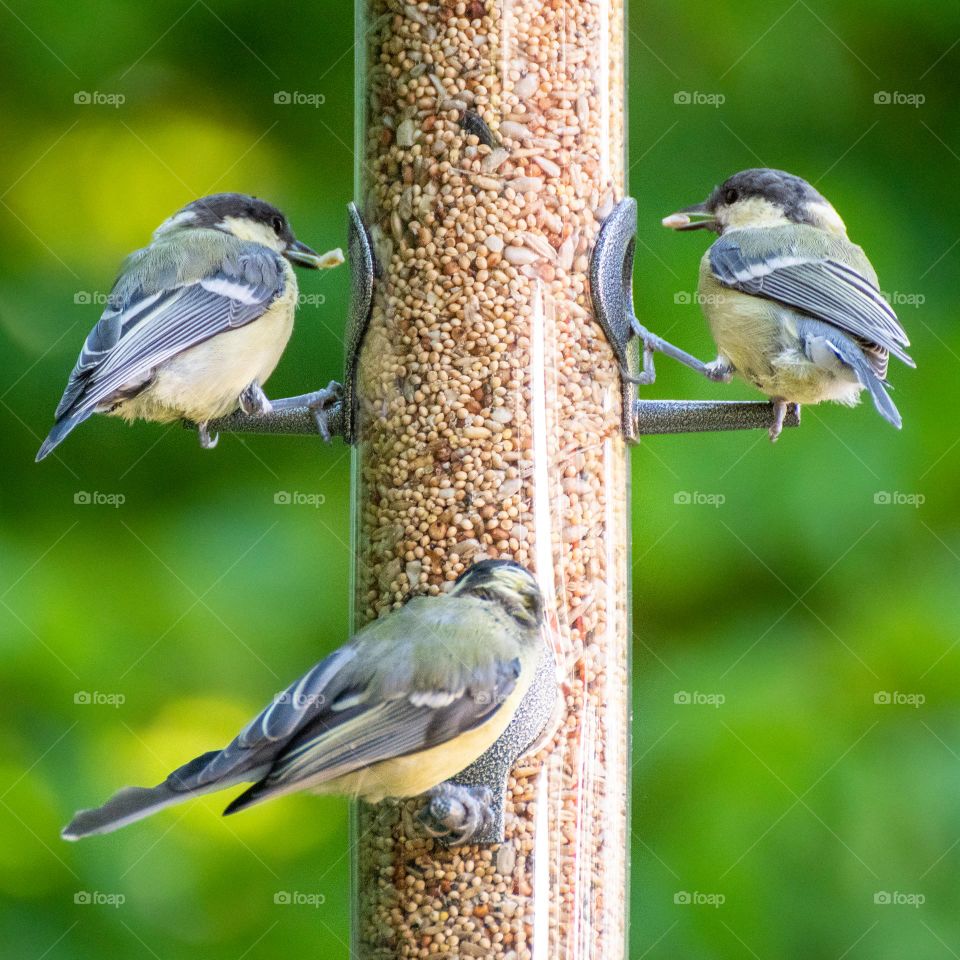 Birds at bird feeder